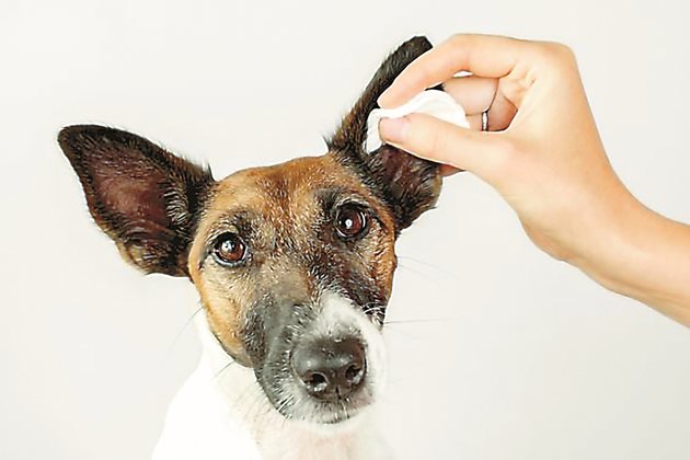 Почистването на ушите трябва да е редовно и внимателно