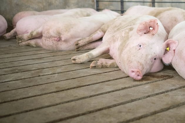 Свинете майки, подложени на топлинен стрес, лежат на пода или на други хладни повърхности