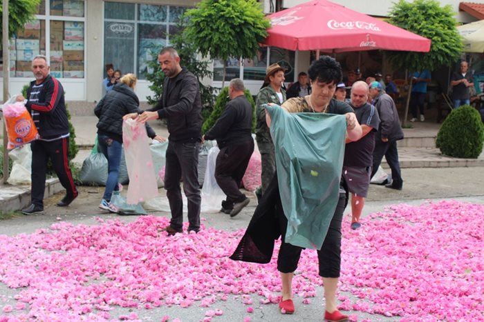 Протестиращи розопроизводители изсипват розов цвят на пътя Пещера -Пловдив в центъра брациговското село Бяга  СНИМКИ: Авторът