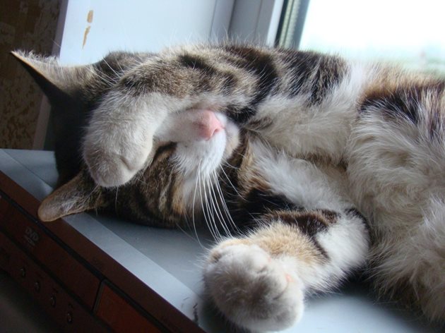 Добре изолираният позорец дава възможност на котката да спи на перваза