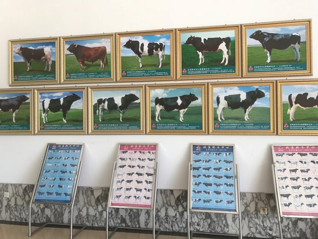 Някои от най-елитните бикове на Beijing Dairy Cattle Center (BDCC)
