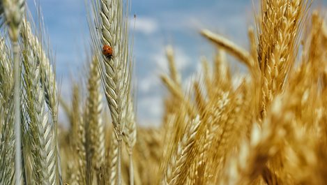 Ползите от покълналото жито (+рецепти)
