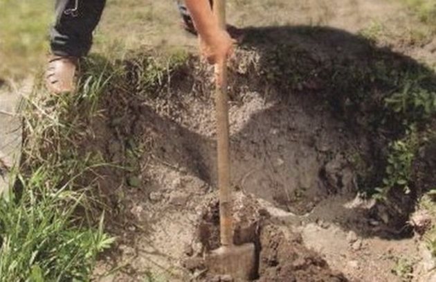 Bажно е при поставяне на лозата в ямката мястото на спойката да се намира на нивото на почвената повърхност