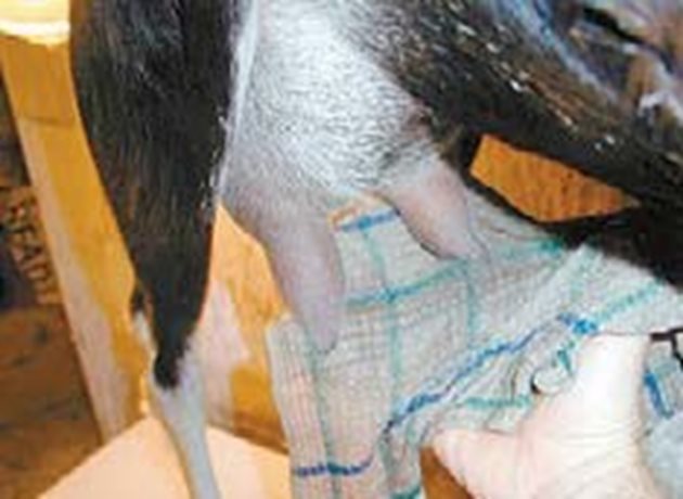 Така изглежда излекуваното виме на козата, когато успеете да се справите с рецидивиращите циреи. Но ако лекарствата не помогнат, може да се наложи дори да смените животното.