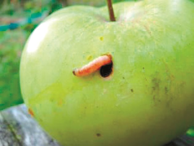  Гъсеница на ябълков плодов червей
Снимки: Nexles