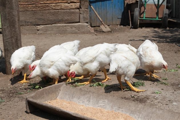 Изразходването на големи количества фураж и недостигането на висока жива маса при отглеждането на пилета бройлери са резултат главно на лошото качество на фуража, непълноценност на смеските, голямото разпиляване на фуража от хранилката и лоши микроклиматични условия в помещението, както и заболяването на пилетата.
