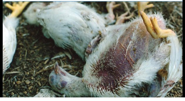Смъртността от синдрома на внезапната смърт при бройлерите в промишленото птицевъдство е от 0,5% до 9,62%
Снимка: Facebook