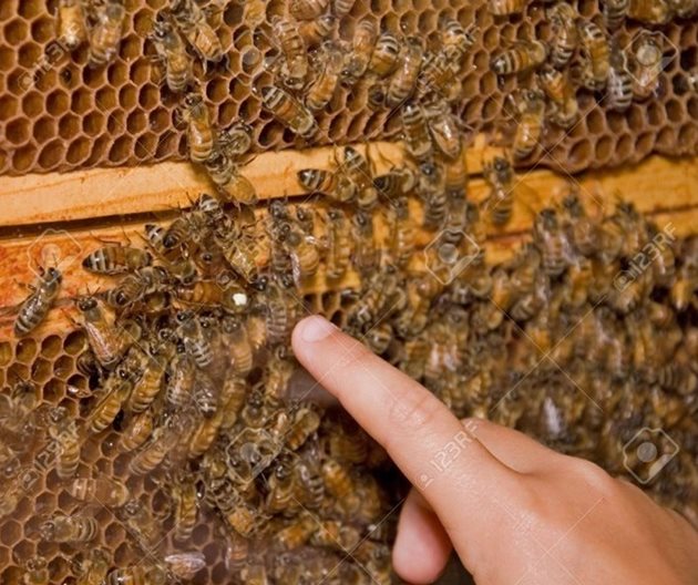 Процесът на търсенето на майката не рядко става големия проблем. Вероятно всеки пчелар има в своята практика примери, когато с часове е търсил и ровил кошера, докато я открие, за да бъде сигурен, че няма да я пренесе с някоя пита.