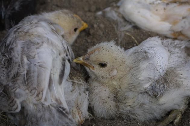 Едномесечни пилета се забавляват в първата си прашна вана

