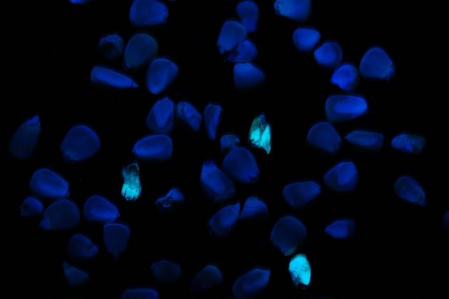 Откриване на царевични зърна, заразени с афлатоксини чрез луминисценция
