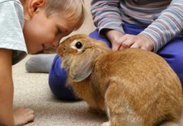 Внимавайте, когато заекът контактува с дете, да не го нарани