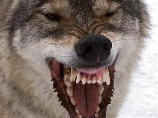 Изследователи проучват защо вълците в различни райони на Северна Америка променят цвета на козината си