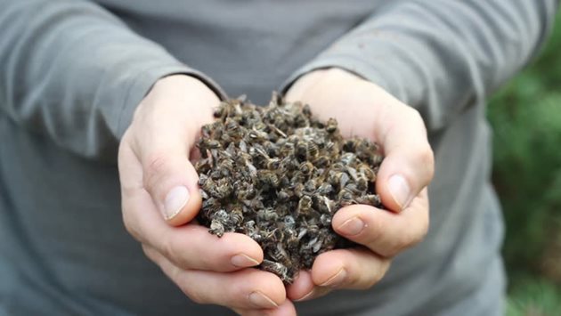 Учени откриват био-пестицид, който е безопасен за пчелите. Дали с него ще спасят от масовия мор пчелите.