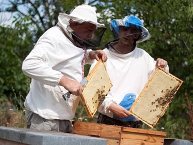 С прегледа на пчелните семейства ще установите готовността на пчелите за използване на пашата. А ако откриете неблагополучия, имате възможност да предприемете бързи мерки.