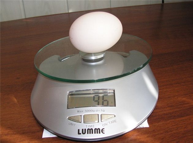 При добро хранене и отглеждане сините кокошки снасят и по-тежки яйца