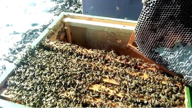 По местонахождението на пчелите ще разберете останала ли е храна в кошера