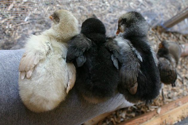 От андалуска синя кокошка и петел от същата порода излюпените пилета със синьо оперение са само 50%. Останалите ще бъдат черни или бели - по 25%.