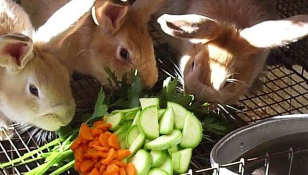 Зеленчуци, плодове, кореноплодни растения, билки - всичке те осигуряват на зайците нужните витамини