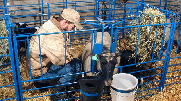 След раждането на всеки два часа на овцата се дава 1,5 литра топла вода