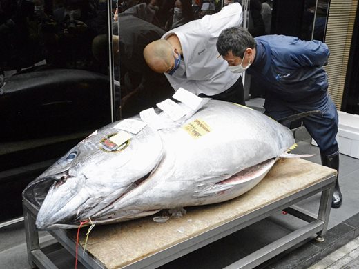Продадоха 208-килограмова риба тон на рибния пазар в Токио (Снимка)