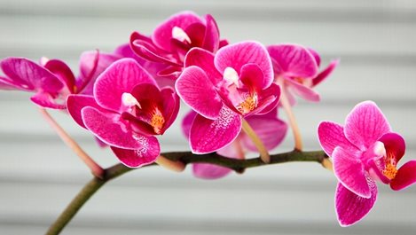 Лесни за отглеждане орхидеи