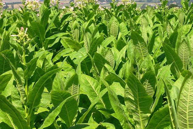Според председателят на Националната асоциация на тютюнопроизводителите в България (НАТ) Цветан Филев тази година реколтата е доста по-добра от миналогодишната.