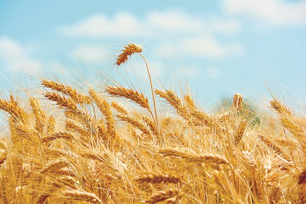 Важно е зърното да се опази както на полето, така и при съхранението му