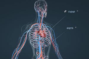 Учени: Формата на сърцето се влияе отчасти от генетиката