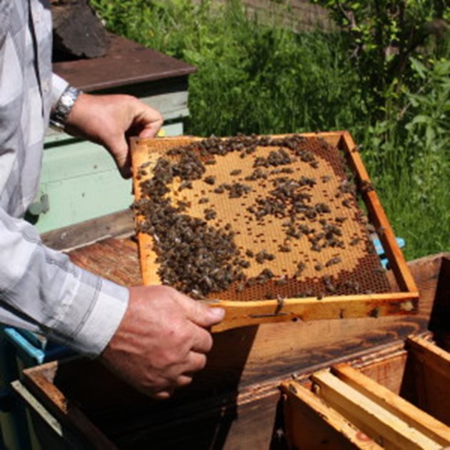 Преди главната паша семействата трябва да са напълно развити. А това означава да са с много пчели и запечатано пило. И да са в добро работно настроение.