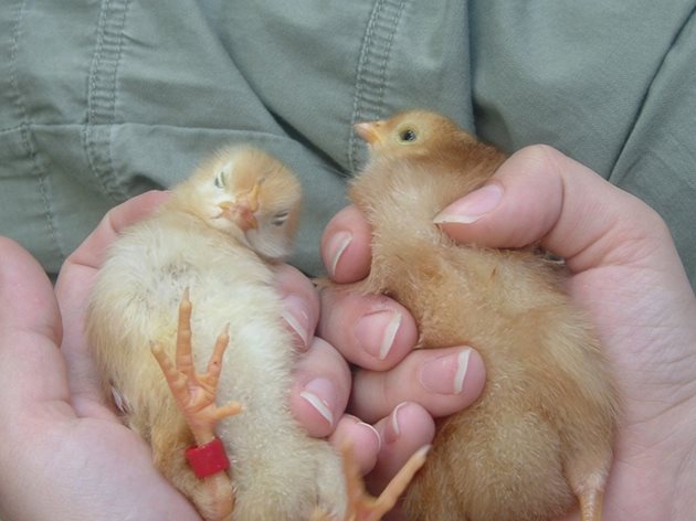 Огледайте добре пъпчетата на пилетата, преди да ги купите