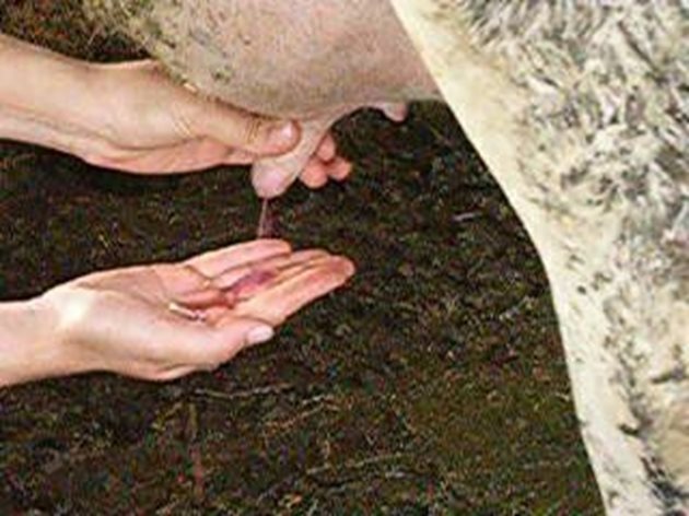 Така изглежда маститно виме - зачервено, втвърдено на пипане и болезнено за животното. А от млечния канал тече розов секрет.
