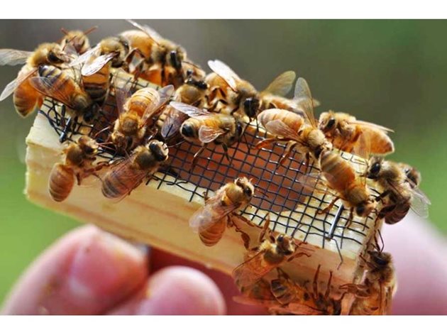 Добрият пчелар задължително трябва да има поне 10% запасни майки спрямо общия брой на пчелните семейства. Те са необходими за осигуряване на майки за осиротелите семейства. Запасните майки се използват и за подмяна на стари майки или за образуване на ново пчелно семейство.