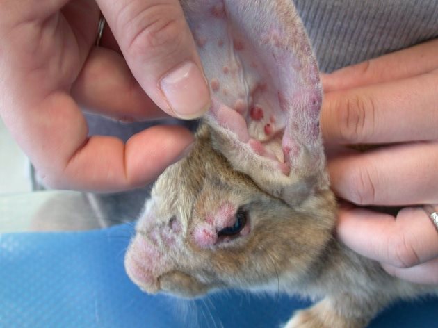 Външни прояви на миксоматозата: по цялото тяло, особено в областта на очите, устата, по ушите и около аналния отвор най-вече на младите зайци се появяват малки зачервени и твърди възелчета.