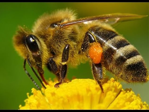 Пчелите предпочитат нектар с умерена концентрация на захари (50-55%), ако е много рядък или много гъст се затруднява преработката и се изразходва много енергия. Това се има предвид и при изкуственото подхранване със захарен сироп.