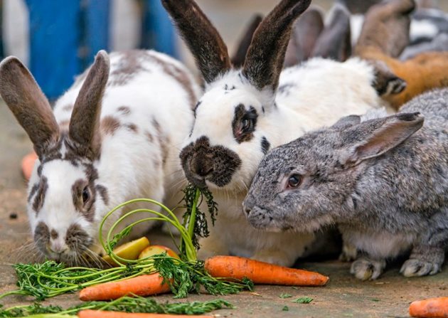 Морковите са много ценен фураж както за подрастващите, така и за възрастните зайци