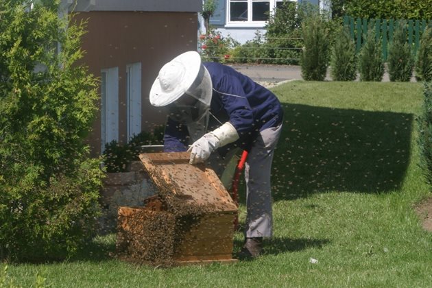 Изолираните пчели ще изконсумират намиращата се в медовата им гушка храна, и престават да хранят с млечице търтовките и те престават да снасят яйца.