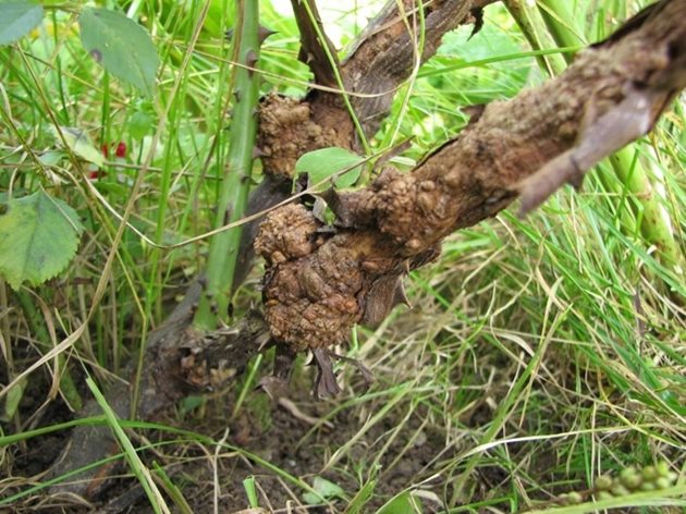 Бактерията причинител на бактериалния рак се намира и в почвата, и в растителните остатъци.