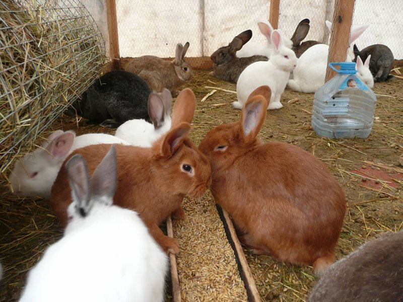 Отглеждане на зайци в закрити помещения - Домашна ферма - Бъ…