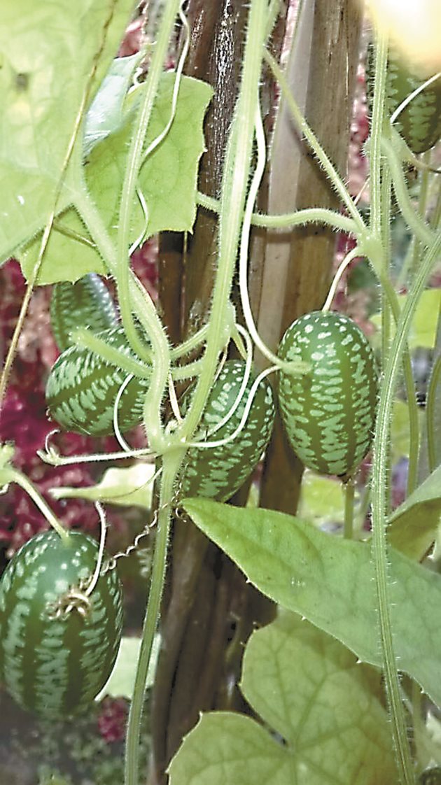 Why can African cucumber be attention-grabbing for Bulgarian farmers?