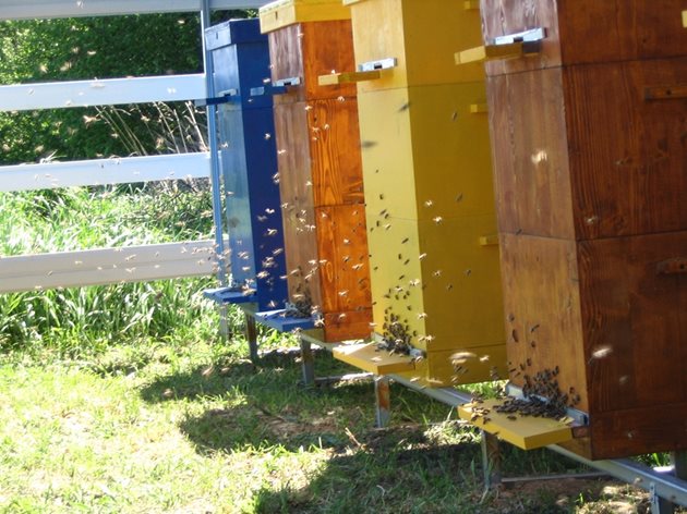 Когато семействата не са добре развити, пчелите не се качват веднага в магазина. Причината - майката свободно снася яйца и те са заети около пилото.