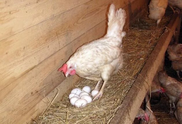 За зимата си оставете млади кокошки, започнали да снасят. Така много рано напролет ще може да си излюпите и пиленца.