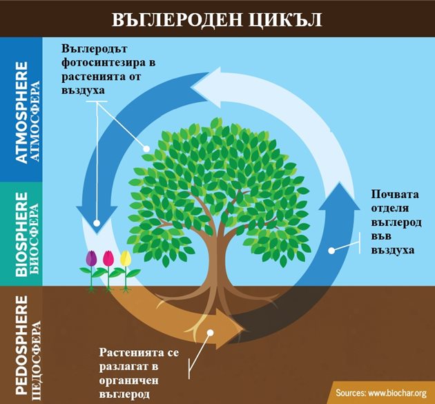 Биосферата и връзката ѝ с другите сфери на въглеродния цикъл. Източник: ©Biochar