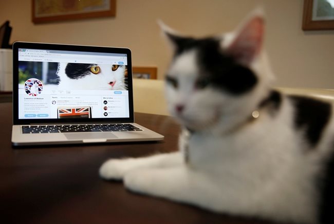 Котката следи на лаптоп акаунта си в туитър.
