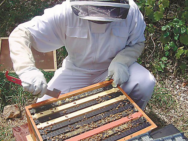 Прополисът се събира предимно ръчно. Пчеларите го изстъргват през втората половина на юли - първата половина на август, тоест по време на подготовката на пчелите за зимуване.