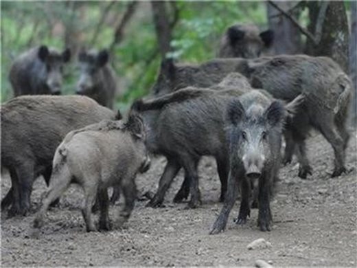Над метър ограда и 100 човека ще пазят диви свине да не минават границата с Румъния