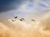 Как птиците могат да помогнат за предвиждането на турбуленция?