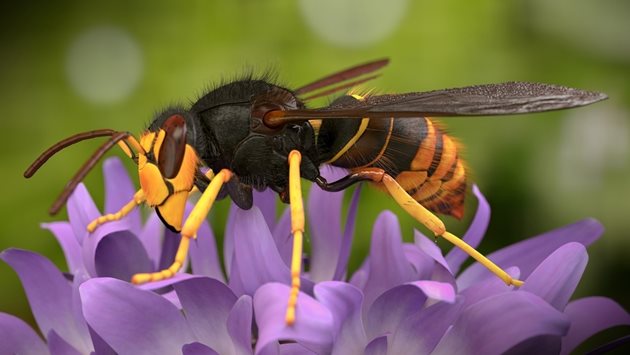 Британските власти, учени, обществеността и пчеларите се подготвят за "кацането" и окончателното "заселване" на черногръдестия азиатски стършел Vespa velutina, наричан AS- хищник, чиято хранителна диета включва основно медоносни пчели, стършели и други полезни насекоми