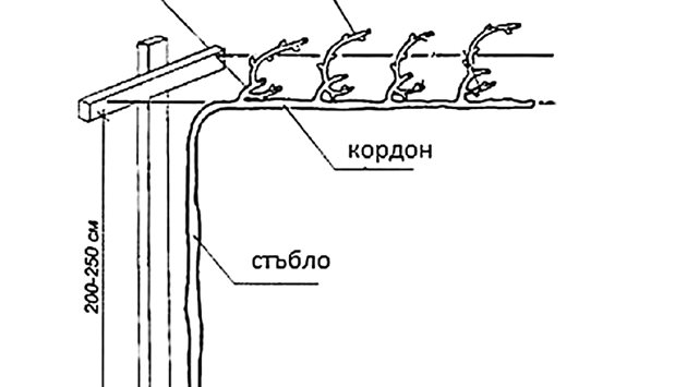 Асмовидна формировка