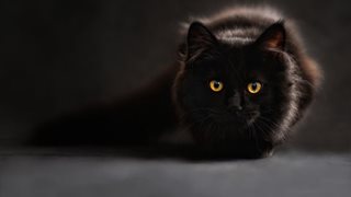 Мразите черни котки и не стъпвате върху шахти? Дали нямате ОКР?