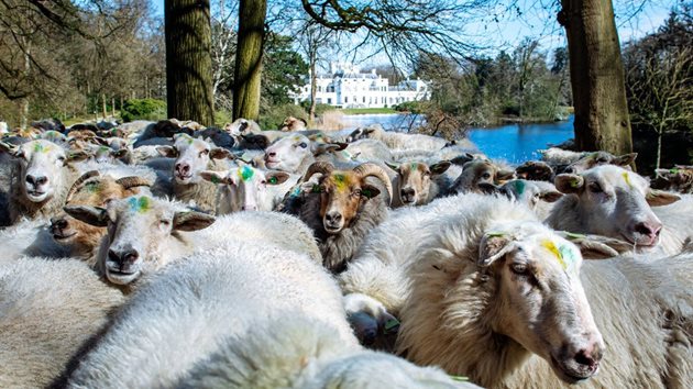 Стадото овце, което поддържа моравата на кралския дворец
